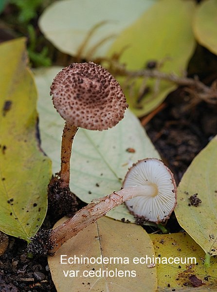 Echinoderma echinaceum var.cedriolens-amf2174.jpg - Echinoderma echinaceum var.cedriolens ; Non français: Lépiote hérissée var des cèdres